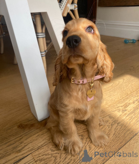 Photo №2 to announcement № 161299 for the sale of english cocker spaniel - buy in Netherlands breeder