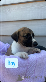 Photo №2 to announcement № 143907 for the sale of beagle - buy in Russian Federation private announcement