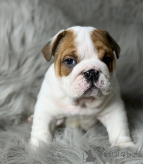 Photo №1. english bulldog - for sale in the city of Cologne | 361$ | Announcement № 178867