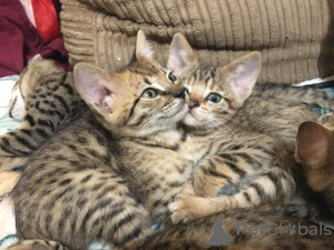 Photo №3. Vaccinated Savannah Kittens with Pedigree for sale with safe home delivery. United States