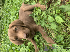 Photo №1. labrador retriever - for sale in the city of Tbilisi | Is free | Announcement № 61164