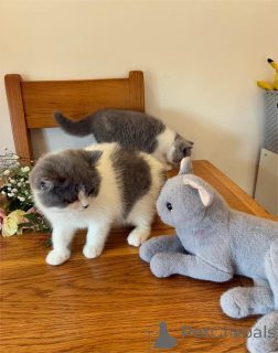 Photo №1. british shorthair - for sale in the city of Budapest | 329$ | Announcement № 153214