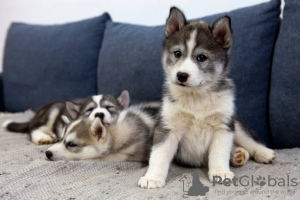 Photo №1. siberian husky - for sale in the city of Hessisch Oldendorf | negotiated | Announcement № 52292