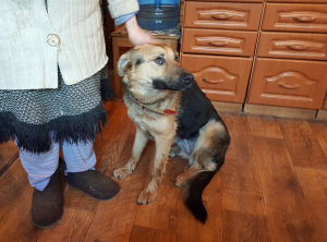Photo №3. Metis Shepherd Dog looking for a home. Russian Federation