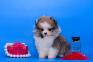 Photo №1. german spitz, pomeranian - for sale in the city of Chelyabinsk | Negotiated | Announcement № 4608