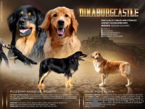 Photo №1. hovawart - for sale in the city of Daugavpils | 1882$ | Announcement № 144437