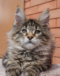 Photo №1. maine coon - for sale in the city of Rostov-on-Don | 523$ | Announcement № 6334