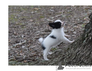 Photo №1. papillon dog - for sale in the city of Berlin | Is free | Announcement № 126268