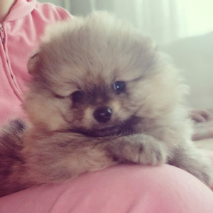 Photo №2 to announcement № 5106 for the sale of pomeranian - buy in Belarus breeder