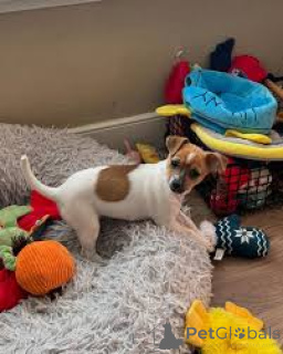Photo №1. jack russell terrier - for sale in the city of Berlin | negotiated | Announcement № 136855