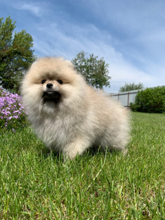 Photo №2 to announcement № 6726 for the sale of pomeranian - buy in Ukraine breeder