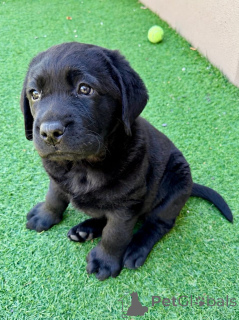 Photo №3. Adorables chiots Labrador Retriever cherchent une famille aimante. France