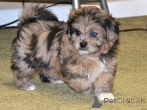 Photo №1.  - for sale in the city of Munich | 310$ | Announcement № 154777