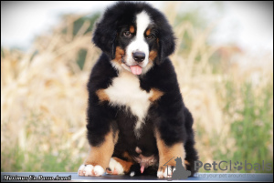 Additional photos: Bernese Mountain Dog puppies