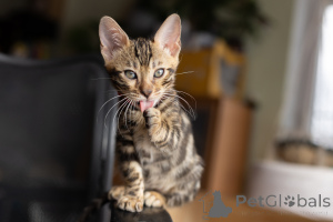 Photo №2 to announcement № 165091 for the sale of bengal cat - buy in Belarus private announcement