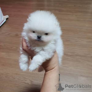 Photo №1. pomeranian - for sale in the city of Оттава | Is free | Announcement № 125495