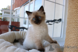Photo №1. ragdoll - for sale in the city of Sydney | 350$ | Announcement № 100550