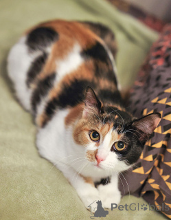 Photo №3. Charming tricolor Laura is looking for a home. Russian Federation
