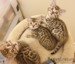 Photo №2 to announcement № 81249 for the sale of bengal cat - buy in United States private announcement