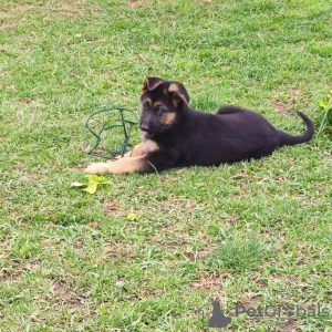 Photo №1. german shepherd - for sale in the city of Валенсия | 221816$ | Announcement № 19324