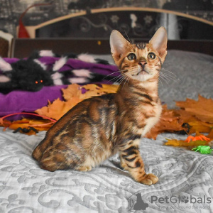 Photo №1. bengal cat - for sale in the city of Prague | negotiated | Announcement № 89449