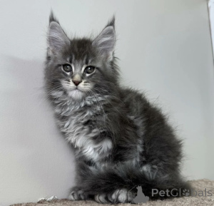 Photo №2 to announcement № 163716 for the sale of maine coon - buy in Germany breeder