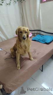 Photo №2. Mating service golden retriever. Price - negotiated