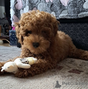 Photo №1. poodle (toy) - for sale in the city of Нови Сад | 845$ | Announcement № 109026