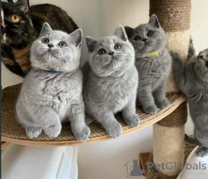 Photo №2 to announcement № 158951 for the sale of british shorthair - buy in Poland private announcement