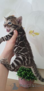 Photo №1. bengal cat - for sale in the city of Berlin | 370$ | Announcement № 115166