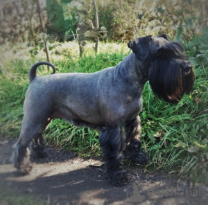 Photo №1. schnauzer - for sale in the city of Самбор | 202$ | Announcement № 13701