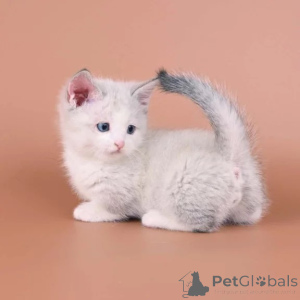 Photo №1. munchkin - for sale in the city of Aarbergen | 361$ | Announcement № 177801