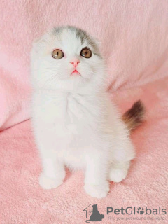 Photo №2 to announcement № 123045 for the sale of scottish fold - buy in Hungary private announcement