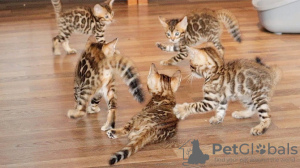 Photo №1. bengal cat - for sale in the city of Zürich | 264$ | Announcement № 121319