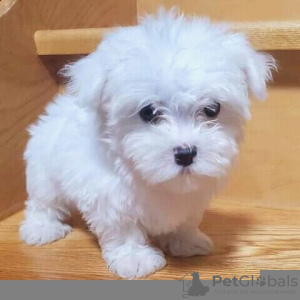 Photo №2 to announcement № 110827 for the sale of maltese dog - buy in Germany private announcement, from nursery, breeder