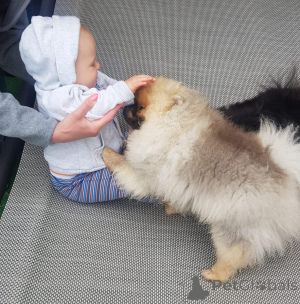 Photo №1. pomeranian - for sale in the city of Bremen | negotiated | Announcement № 167876