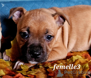 Photo №2 to announcement № 78623 for the sale of staffordshire bull terrier - buy in France breeder