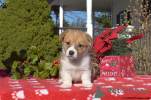 Photo №1. welsh corgi - for sale in the city of Hersonissos | 412$ | Announcement № 63546