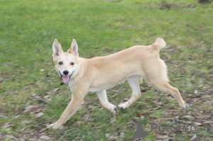 Photo №1. non-pedigree dogs - for sale in the city of Moscow river | Is free | Announcement № 159004