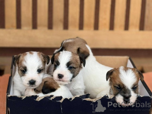 Photo №2 to announcement № 176340 for the sale of jack russell terrier - buy in Serbia 