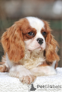 Photo №4. I will sell cavalier king charles spaniel in the city of Палм-Бич. private announcement - price - 1500$