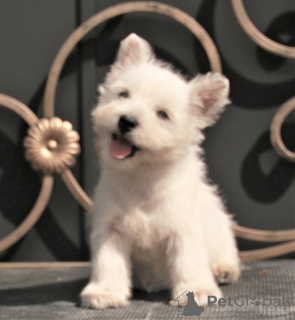 Photo №1. west highland white terrier - for sale in the city of Москва | 1200$ | Announcement № 113561