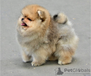 Photo №2 to announcement № 112139 for the sale of pomeranian - buy in Romania private announcement