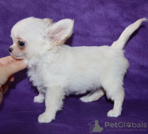 Photo №4. I will sell chihuahua in the city of St. Petersburg. breeder - price - negotiated