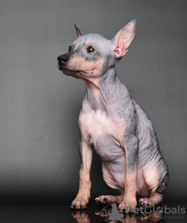 Additional photos: American Hairless Terrier puppies