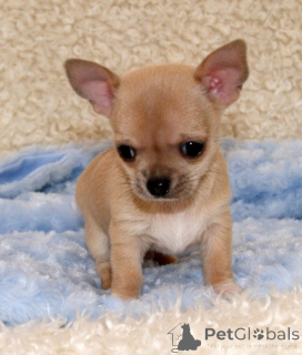 Photo №2 to announcement № 162860 for the sale of chihuahua - buy in Canada private announcement