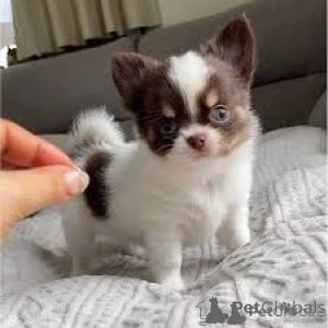 Photo №3. Teacup Chihuahua Puppies. Germany