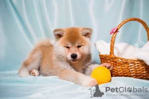 Photo №1. akita - for sale in the city of Lviv | 1397$ | Announcement № 36499