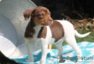 Photo №1. smooth fox terrier - for sale in the city of Berlin | Is free | Announcement № 126933