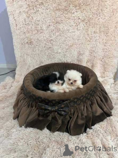 Photo №2 to announcement № 174505 for the sale of pomeranian - buy in Finland 